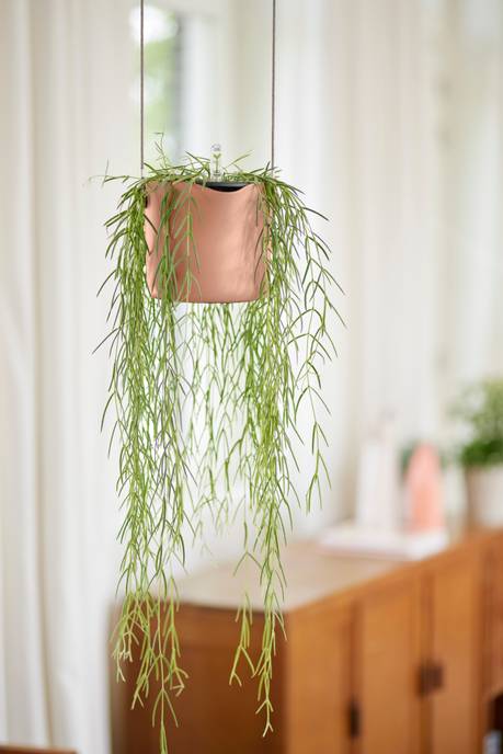 b.for swing 18cm zartrosa